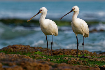 Platalea leucorodia - Eurasian Spoonbill pair on the seaside