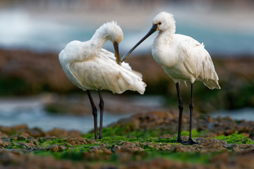 Platalea leucorodia - Eurasian Spoonbill pair on the seaside