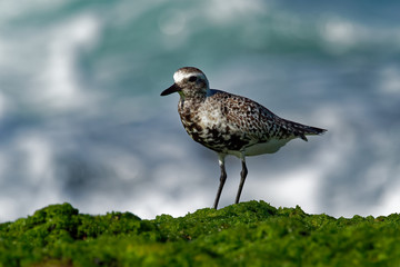 Pluvialis squatarola - Grey Plover on the seaside