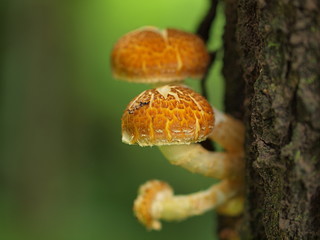 ヌメリスギタケ