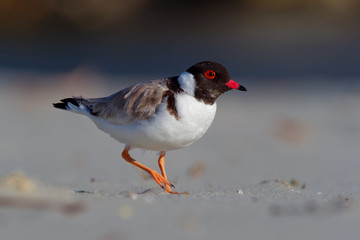 Hooded Plover - Thinornis cucullatus small shorebird - wader -on the sandy beach of Australia, Tasmania