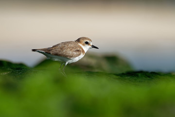 Kentish Plover - Charadrius alexandrinus on the beach on the seaside, summer in Cape Verde