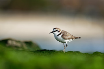 Kentish Plover - Charadrius alexandrinus on the beach on the seaside, summer in Cape Verde