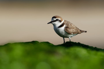 Kentish Plover - Charadrius alexandrinus on the beach on the seaside, summer in Cape Verde