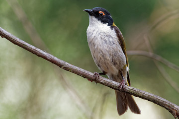 White-naped Honeyeater - Melithreptus lunatus - one of australian honeyeaters
