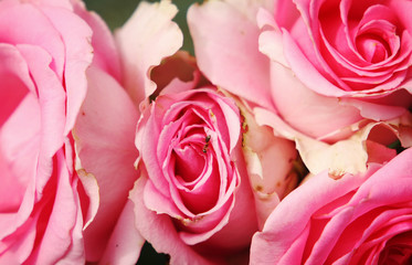 Beautiful summer pink roses
