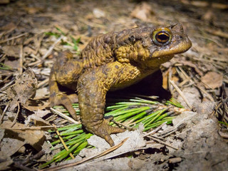 Macro image of forest frog in the night