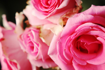 Beautiful summer pink roses