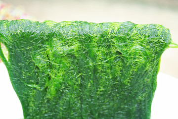 Fresh green spirogyra , fresh  water algae