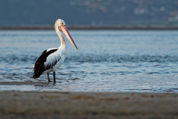 Australian Pelican - Pelecanus conspicillatus - big white water bird
