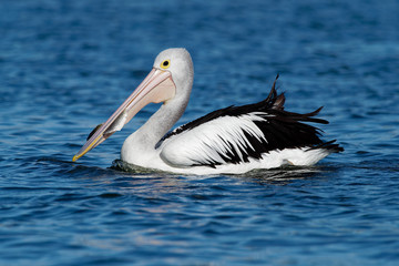 Australian Pelican - Pelecanus conspicillatus - big white water bird
