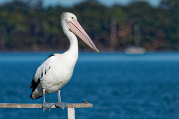 Australian Pelican - Pelecanus conspicillatus - big white water bird