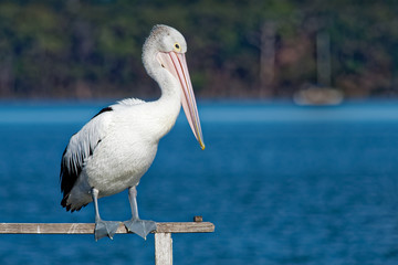 Australian Pelican - Pelecanus conspicillatus - big white water bird