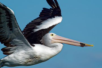 Australian Pelican - Pelecanus conspicillatus - big white water bird