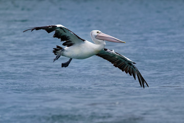 Fototapeta na wymiar Australian Pelican - Pelecanus conspicillatus - big white water bird