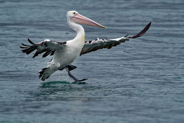 Australian Pelican - Pelecanus conspicillatus - big white water bird