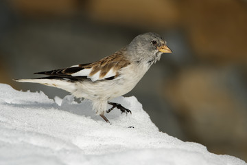 White-winged Snowfinch - Montifringilla nivalis on the snow in Alps in Winter (Zell am See, Kaprun)