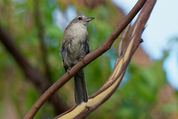 Grey Shrike-thrush  - Colluricincla harmonica. The grey shrikethrush or grey shrike-thrush (Colluricincla harmonica)