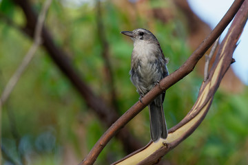 Obraz premium Grey Shrike-thrush - Colluricincla harmonica. The grey shrikethrush or grey shrike-thrush (Colluricincla harmonica)