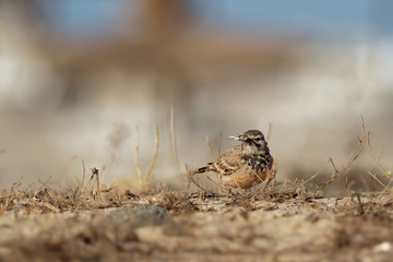 Alaemon alaudipes - Greater Hoopoe-Lark