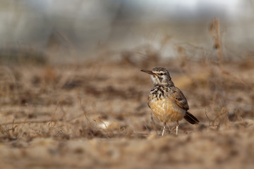 Alaemon alaudipes - Greater Hoopoe-Lark