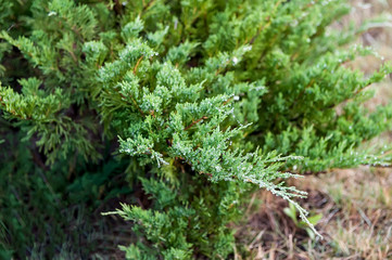 Drops of water on the juniper branch after rain. Selective focus