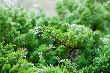 Drops of water on the juniper branch after rain. Selective focus