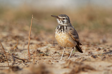 Alaemon alaudipes - Greater Hoopoe-Lark