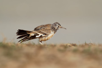 Alaemon alaudipes - Greater Hoopoe-Lark