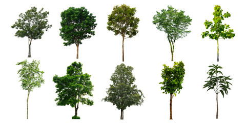 Tree isolated on white background.
