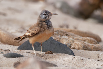 Alaemon alaudipes - Greater Hoopoe-Lark