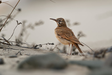 Alaemon alaudipes - Greater Hoopoe-Lark