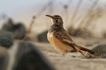 Alaemon alaudipes - Greater Hoopoe-Lark