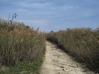 Fototapeta na wymiar path between high grass and big sky