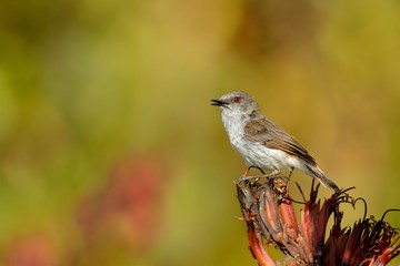 Grey warbler - Gerygone igata  - riroriro common small bird from New Zealand