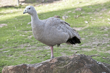 cape barren goose