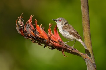 Grey warbler - Gerygone igata  - riroriro common small bird from New Zealand
