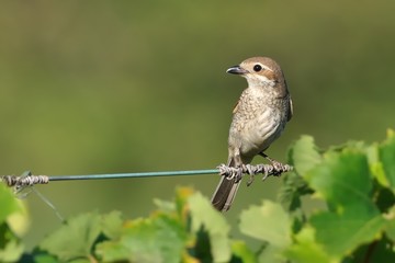 Red-backed Shrike - Lanius collurio sitting on the branch with green background. Europe