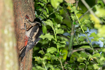 Nesting Great Spotted Woodpecker 3