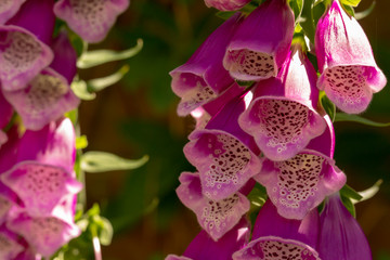 Foxglove macro 3