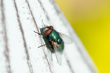Bottle fly on metal