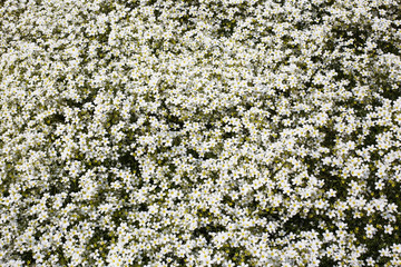 lovely field with a bunch of white daisy flowers background