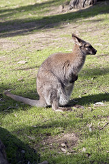 red necked wallaby