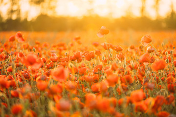 Fototapeta na wymiar Red poppies meadow.