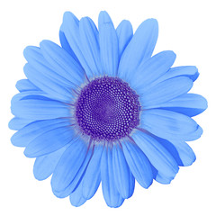 Flower blue daisy isolated on white background. Close-up. Element of design.