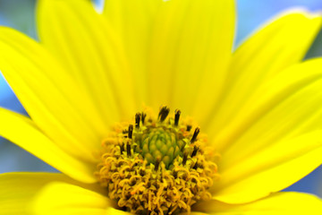 黄色い花　ルドベキア