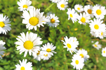 Floral background. Blooming white daisies on a green field in a sunny summer day.