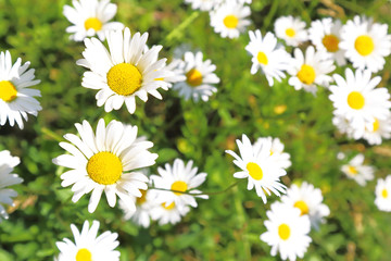 Fototapeta premium Floral background. Blooming white daisies on a green field in a sunny summer day.