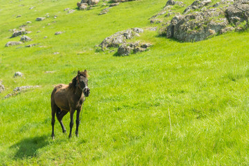 A brown foal grazing on a summer day on a green meadow in a countryside in Moldova, Europe