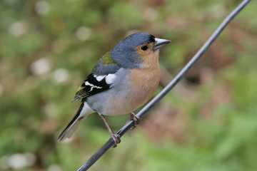 Madeiran chaffinch in Madeira

